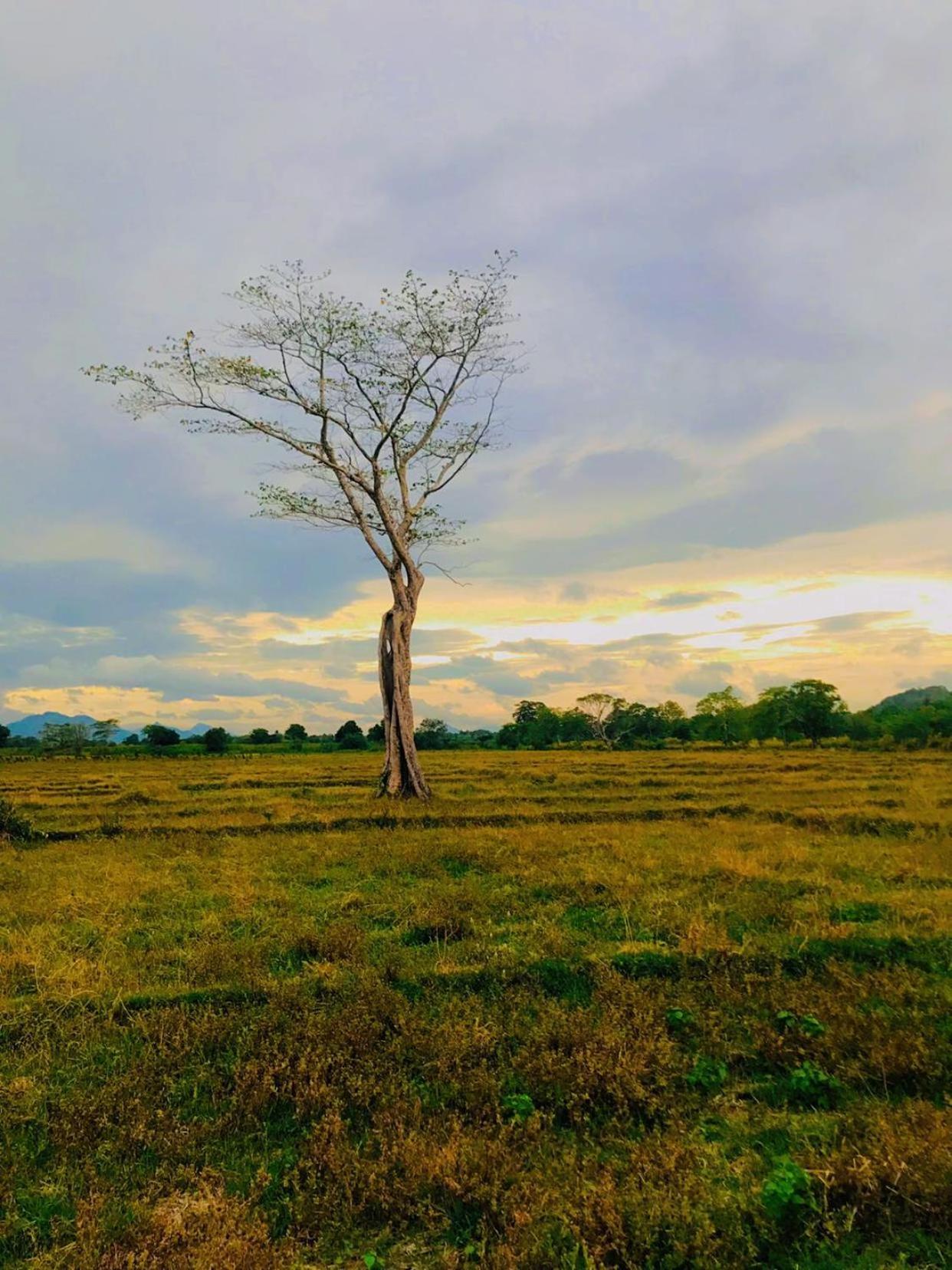 Ceylon Breeze Sigiriya Hotel Екстериор снимка